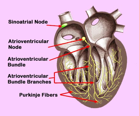 Electrophysiology