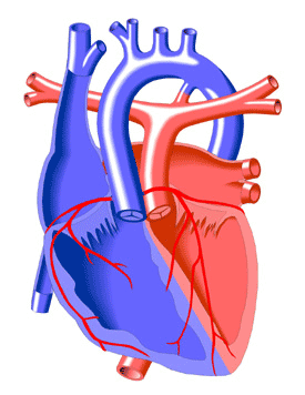 Jatene Arterial Switch