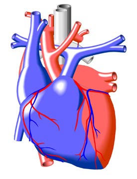 Vascular Ring
